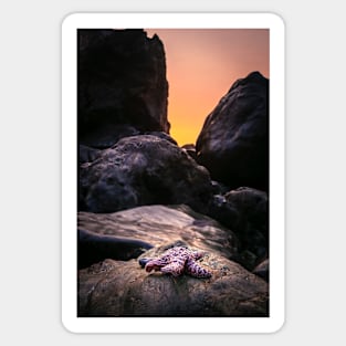 Red Starfish and A Sunset Sticker